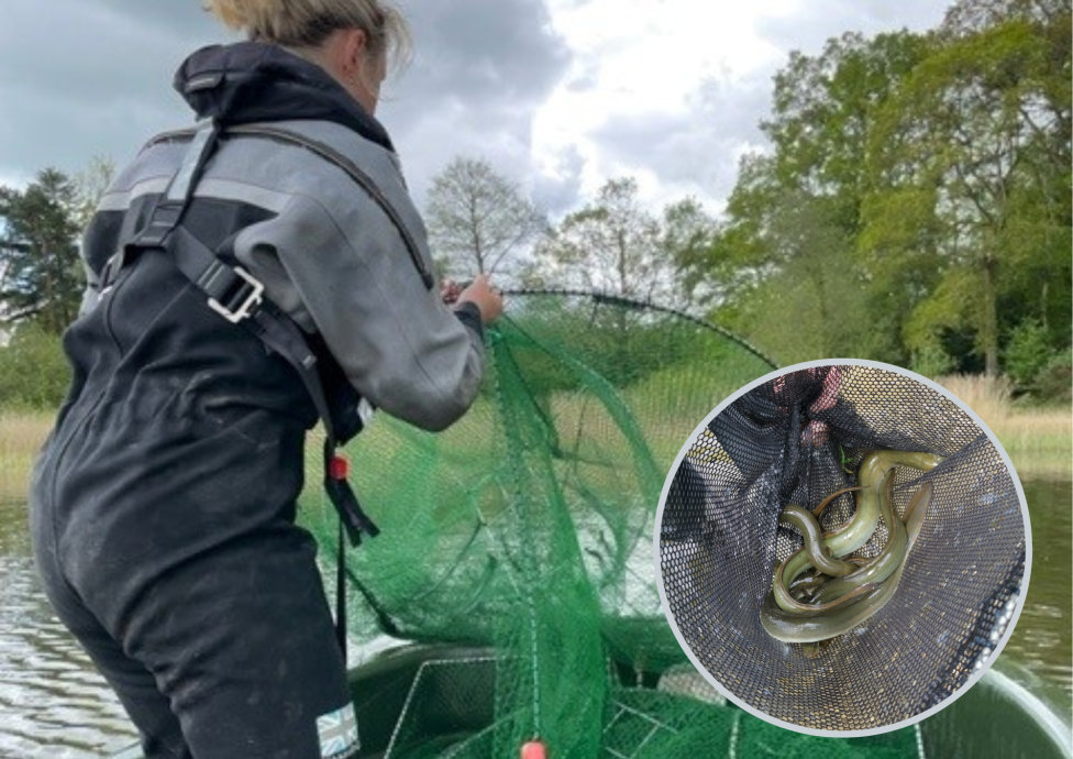Eel recovery project spawns in Chard Reservoir