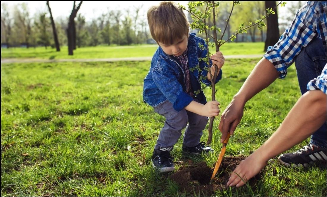 Somerset Council and National Tree Week